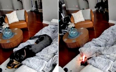 Family dog rescued after chewing battery-powered heated glove, sparking house fire