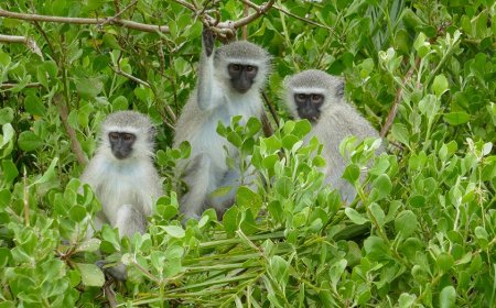 Several monkeys still on the loose in St Louis as officials call off search for roaming animals