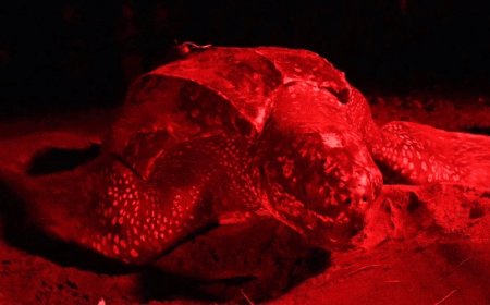 Rare sea reptile makes impressive 7,000-mile journey from tropics to northern seas and back