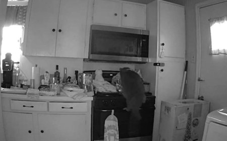 Cat caught on camera starting dangerous kitchen fire after jumping on stove and turning on burner