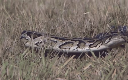 Woman wakes up with 8-foot python coiled on her chest while sleeping: 'Don't move'