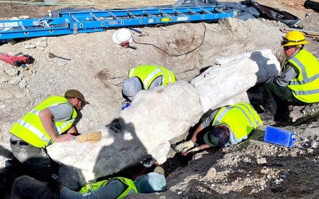 Dinosaur fossils unearthed during parking lot construction at national park