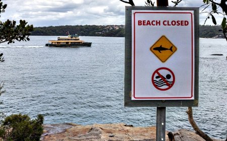 Australian boy fighting for life after shark attack, rescued by friends in Sydney Harbor waters