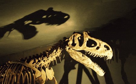 T rex didn’t become an 8-ton giant overnight: Scientists reveal how long the apex predator took to grow