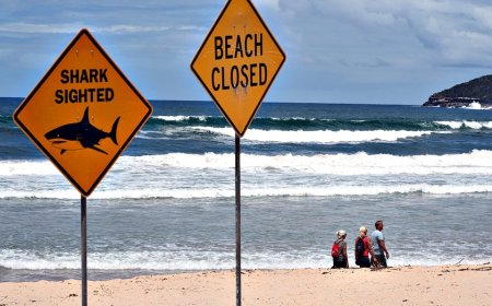 Fourth shark attack in three days rocks Australia as authorities close beaches and deploy drumlines