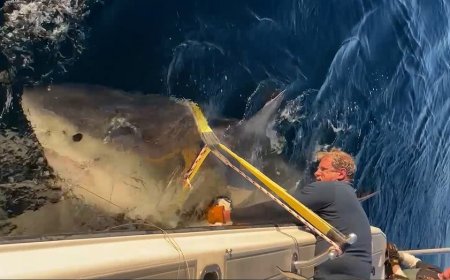 Massive great white shark returns to Florida waters after epic year-long Atlantic journey