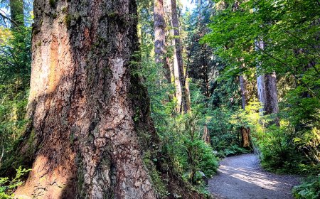 2 hikers in Olympic National Forest killed after tree falls on popular trail