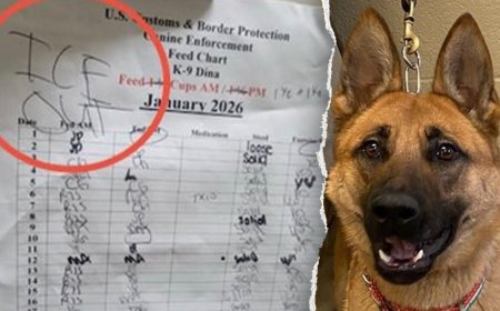 Federal officials say anti-ICE agitators 'going after the dogs' following Minneapolis kennel incident