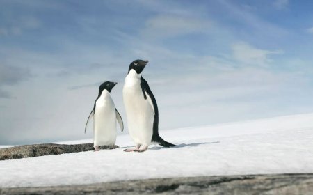 Trump's penguin breaks the internet — and sends the left into a frenzy