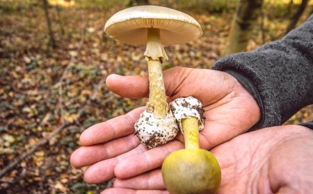 Toxic wild mushrooms linked to 3 deaths as state officials issue urgent warning