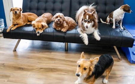 AI robot brings emotional care to pets