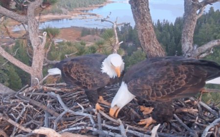 America’s national bird lays second egg at famed California nest as nesting season continues