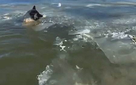 Video captures emergency crews rescuing dog trapped in icy lake during single-digit temperatures