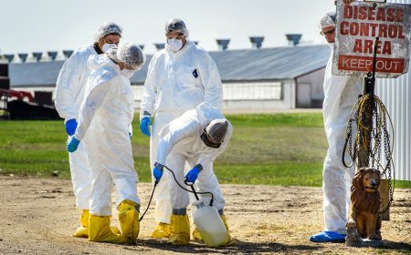 Colorado declares disaster emergency as presumptive bird flu outbreak hits facility with 1.3M chickens