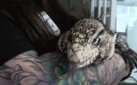 Rescuers race to save exotic lizard found buried alive under nearly 2 feet of snow after massive storm