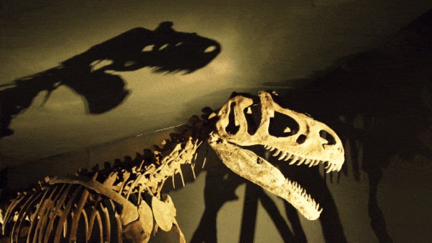 T. rex didn’t become an 8-ton giant overnight: Scientists reveal how long the apex predator took to grow