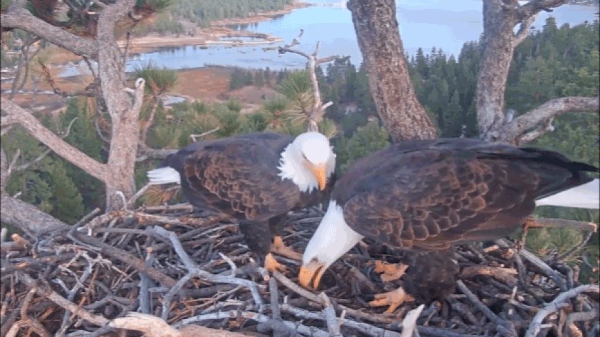 America’s national bird lays second egg at famed California nest as nesting season continues