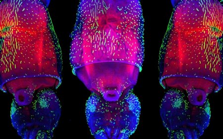 Scientists are observing in real time how a cephalopod nervous system is built, and the pattern looks far too similar to that of vertebrates to ignore