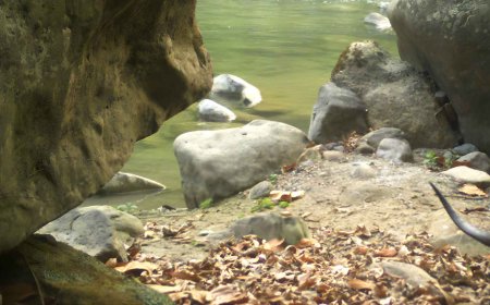 Researchers were setting up cameras to count tigers in Nandhaur. They focused on a forest stream, and what appeared on the memory card was not listed in any official records