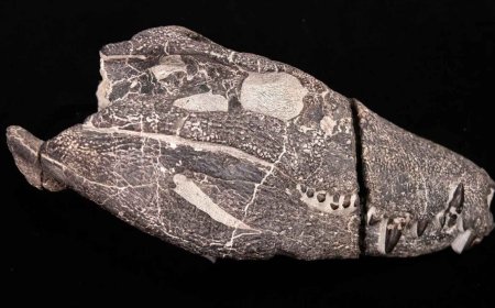 A team was excavating in Patagonia when they saw dark fragments inside a closed rock, and now they are talking about a predator that no one had put on the map