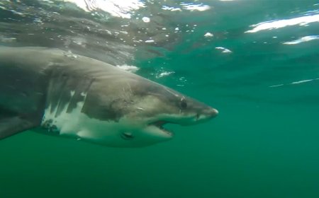 Massive great white shark detected by researchers off Mississippi coast in rare Gulf migration
