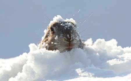 Groundhog Day isn't the halfway point of winter — the real one arrives tomorrow