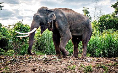Tourist trampled to death by elephant in Thai national park