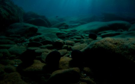 No human has ever seen these “uninhabitable” places on Earth – dark, deep, and high pressure, but scientists found something there