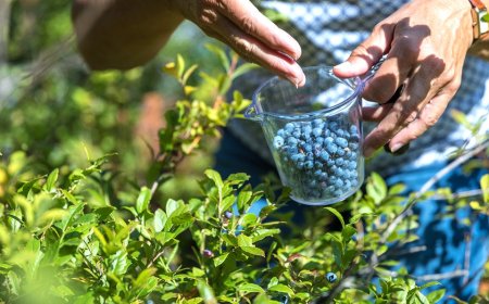 Ancient berry may improve blood vessel function — most people overlook it in the freezer aisle