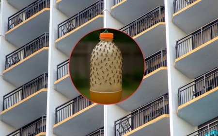 The trick that began in old kitchens is now taking TikTok and urban balconies by storm with a promise that sounds too good to be true