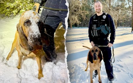 K-9 hailed a hero for tracking missing boy during snowstorm in North Carolina