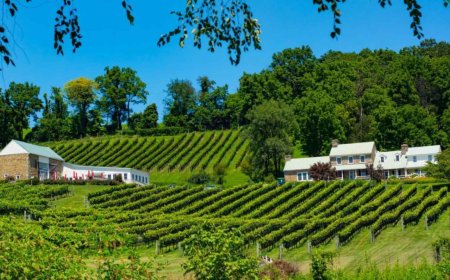 A recently-passed law in Virginia could bankrupt small artisanal wineries that have been growing grapes and making unique wines in mountainous terrain for decades