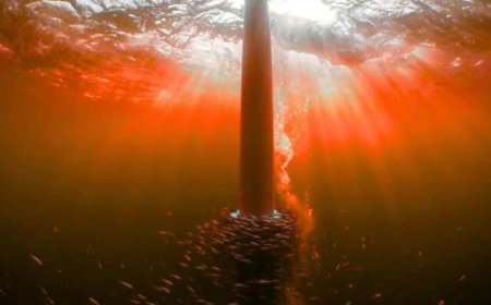 They built turbines to generate energy… but without realizing it, they are bringing marine life back to a place where everything was dead