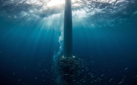 They built wind turbines to produce power — and under the ocean, they “create” something nobody talks about