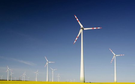 Minnesota green energy program funded by Obama fined for killing bald eagle: ‘National treasure’