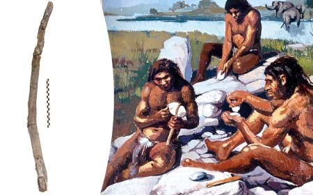 Oldest handheld wooden tools ever? Ancient artifacts preserved in mud mystify archaeologists