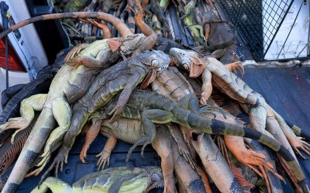 Over 5,000 cold-stunned iguanas removed in two days during state's record freeze