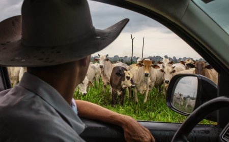 The single crushing problem American cattle ranchers wish Trump would fix instead