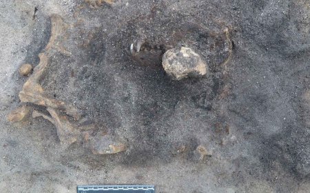 The intact skeleton of a 5,000-year-old dog buried with a bone dagger is found in an ancient Swedish lake… and changes everything we thought we knew about the relationship between humans and dogs in ancient times