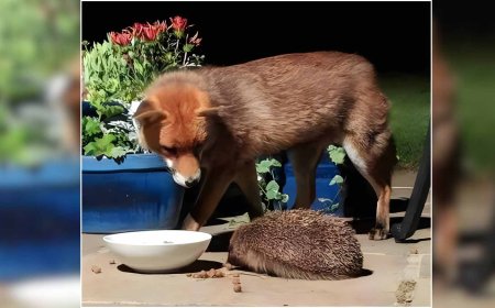 A neighbor installs cameras in his garden in Dietlikon and films a red fox and a hedgehog sharing the same bowl of cat food in a garden while fireworks explode