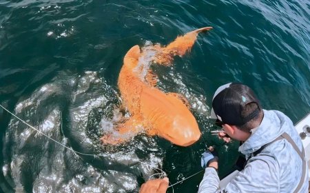 A nearly neon-orange nurse shark was accidentally caught off the coast of Costa Rica, and scientists believe it may be the first documented case involving a “double” pigment change