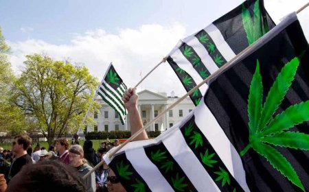 NY Times walks back stance on marijuana legalization, admits loosening of policies has made country worse off