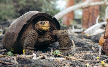A giant tortoise, extinct for over a century, has reappeared alive after several failed expeditions, reviving a historic plan to save the species, a symbol of evolution