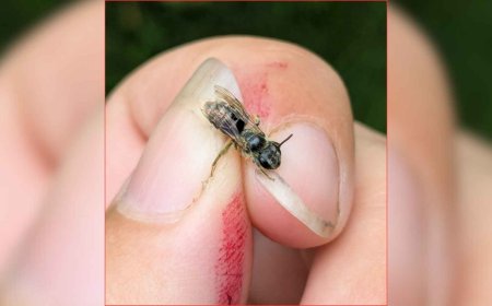 A biologist gets her fingers stained with berry juice… and accidentally discovers a species of bee that was believed to have been extinct in the region since 1904