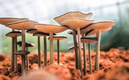 A Chinese invention is revolutionizing the food industry: genetically modified mushrooms that taste like meat and use 70% less land than traditional livestock farming