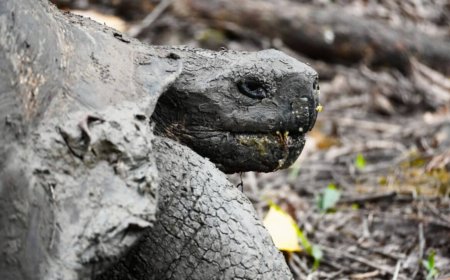 A Giant Tortoise Thought Extinct for 113 Years Was Found Alive on a Volcanic Island Against All Expectations