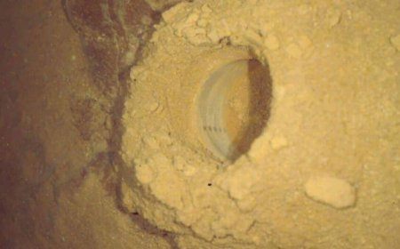 NASA’s Curiosity Reveals Fresh Evidence That Strengthens the Argument for Ancient Life on Mars