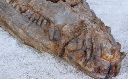 Meet the 31-Foot Giant Crocodile That Dominated Prehistoric Waters and Ate Dinosaurs