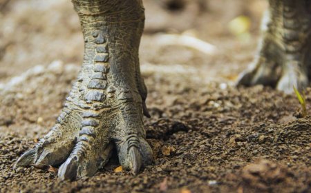 Dinosaurs Were Speed Demons, New Fossil Footprints Prove They Could Sprint Like Athletes!