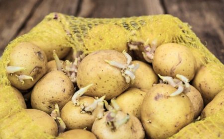 Can You Safely Eat Sprouted Potatoes? Here’s What Food Safety Experts Actually Say